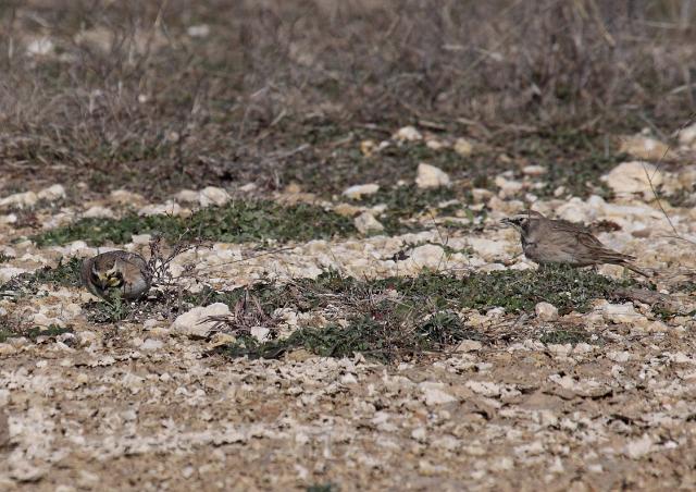 Horned Larks _0743.JPG